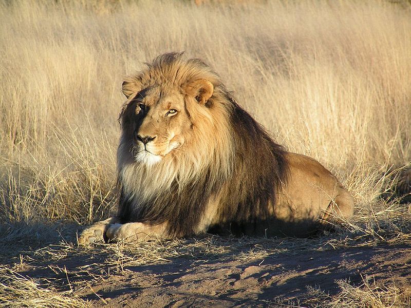 [800px-Lion_waiting_in_Nambia.jpg]