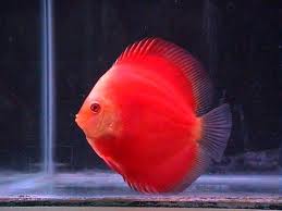 termasuk ikan hias laut yang kaya warna discus ikan hias air tawar ini