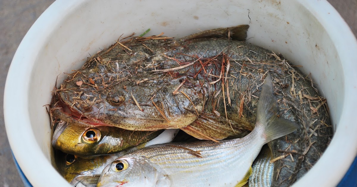 Fish In A Bucket DSLR Imagery