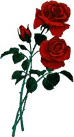 [ROSAS.bmp]