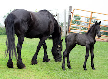 Baby Stallions!