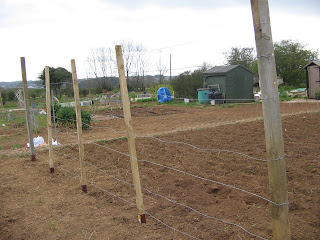 runner bean fence