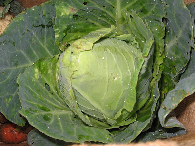 My first cabbage.