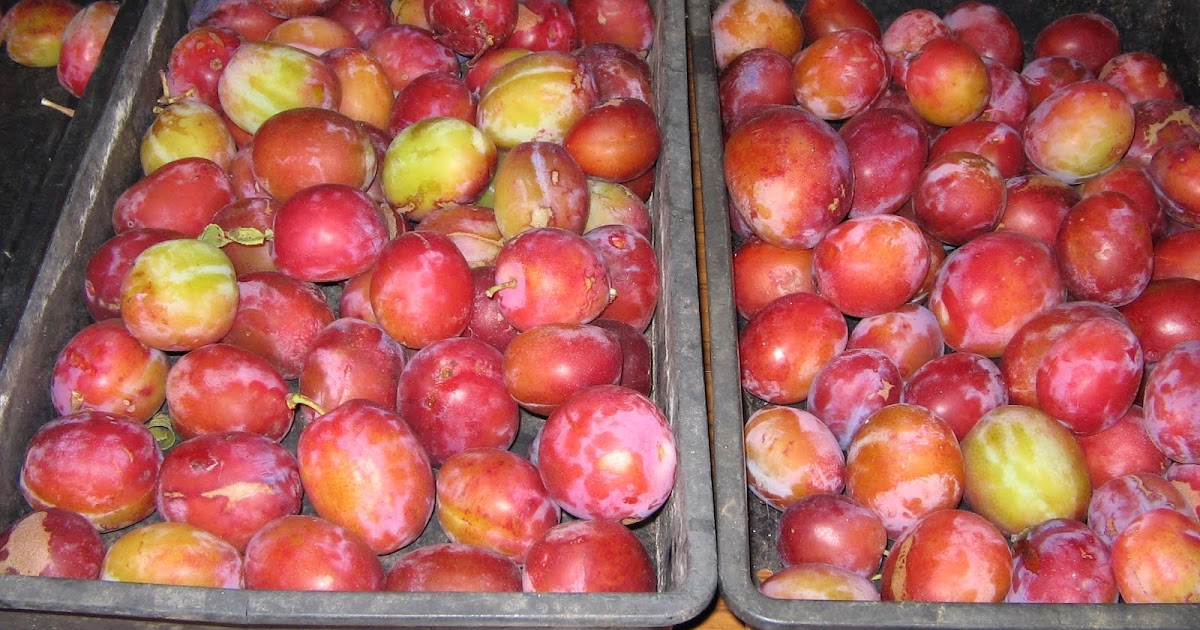 Victoria Plum Jam(Recipe) | Allotments 4 you