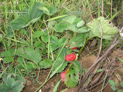 strawberry plant