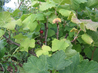 redcurrants