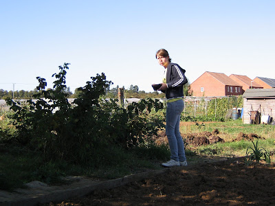 picking raspberries