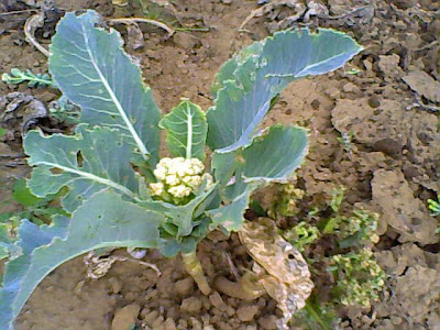 puny cauliflower