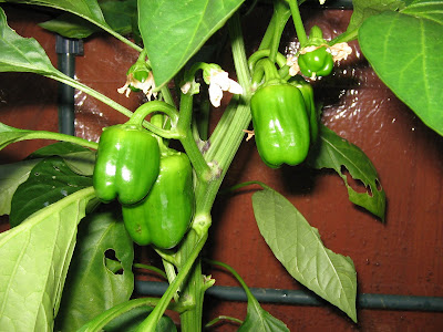 pepper plant