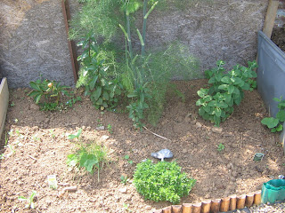 herb patch