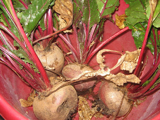 beetroot