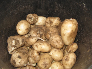 international kidney first early potatoes