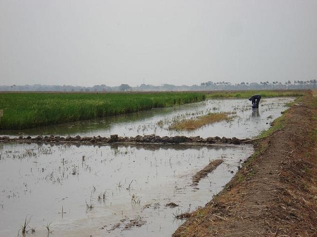 Bitácora y Memorias // Blog et Mémoires Araure, Portuguesa