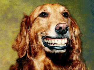 http://1.bp.blogspot.com/_lnqIJpYW0zI/SKIJjo1OlrI/AAAAAAAAB_Q/wL2KLqpBHMA/s320/funny_animals_158+%28say+CHEESE%29.jpg