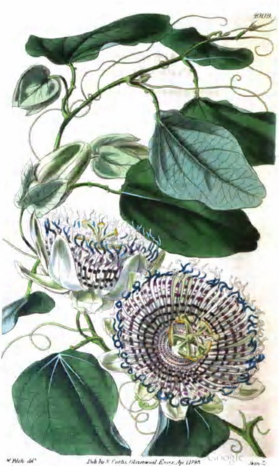 [Passiflora+actinia.jpg]