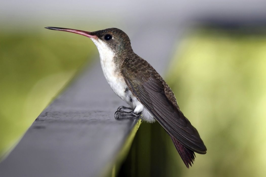 [hummingbird.JPG]