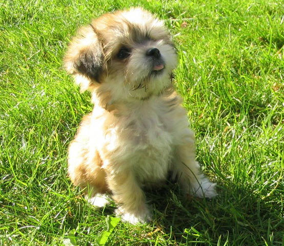 fluffy puppy breeds small fluffy breeds home types fluffy puppy breeds small fluffy breeds home types