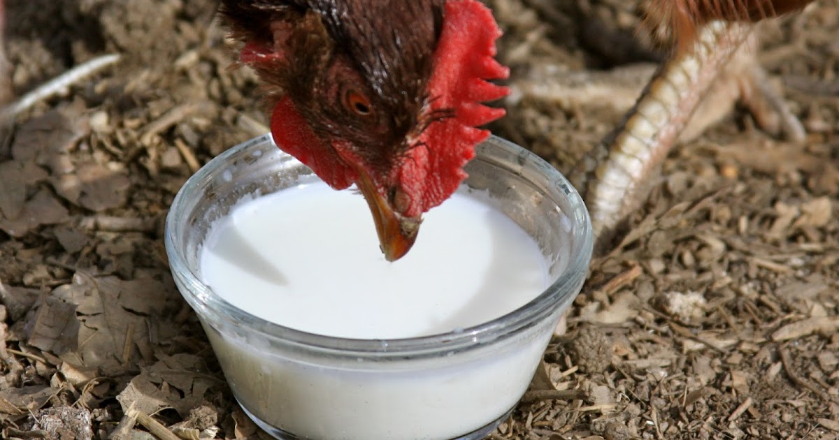 Homestead Revival Raw Milk For Chickens?