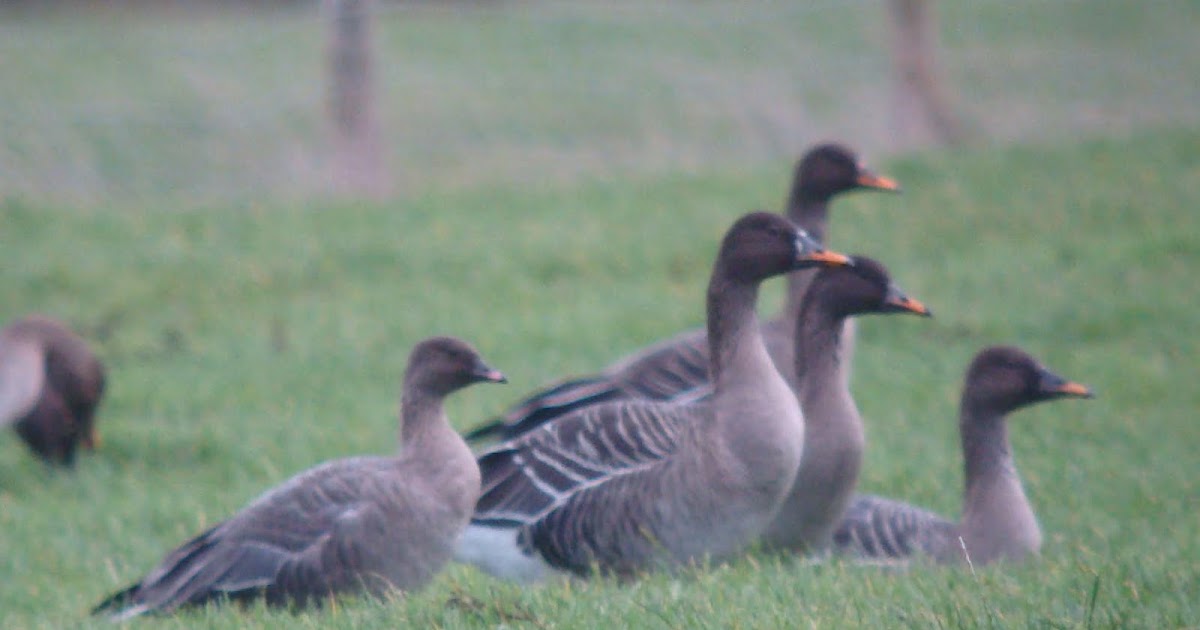 RARE BIRDS IN BRITAIN The Slamannan TAIGA BEAN GEESE