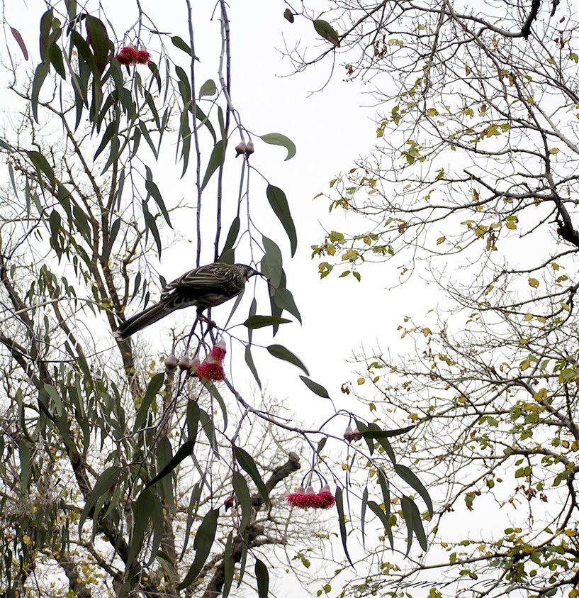 Everyday Melbourne Common bird & the native tree