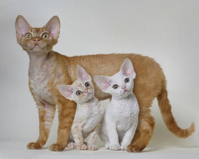 gatos gatos