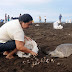 Κλέβουν αυγά χελώνας στην Κόστα Ρίκα