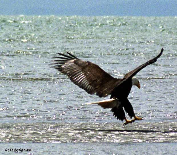 [baldeagle-05jun5.jpg]
