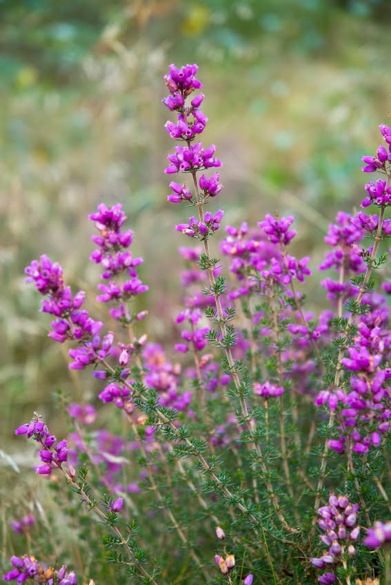 [Heather+Flowering.jpg]