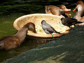 Ducks in the Singaporean Bird Park