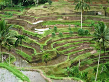 Tegallalang Rice terrace