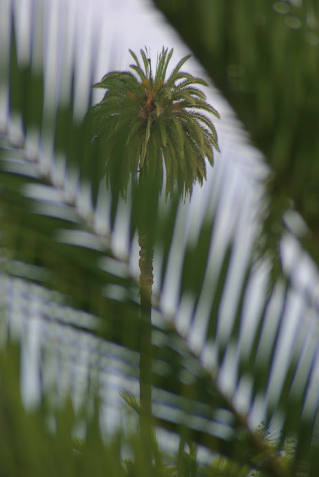 la palmera...