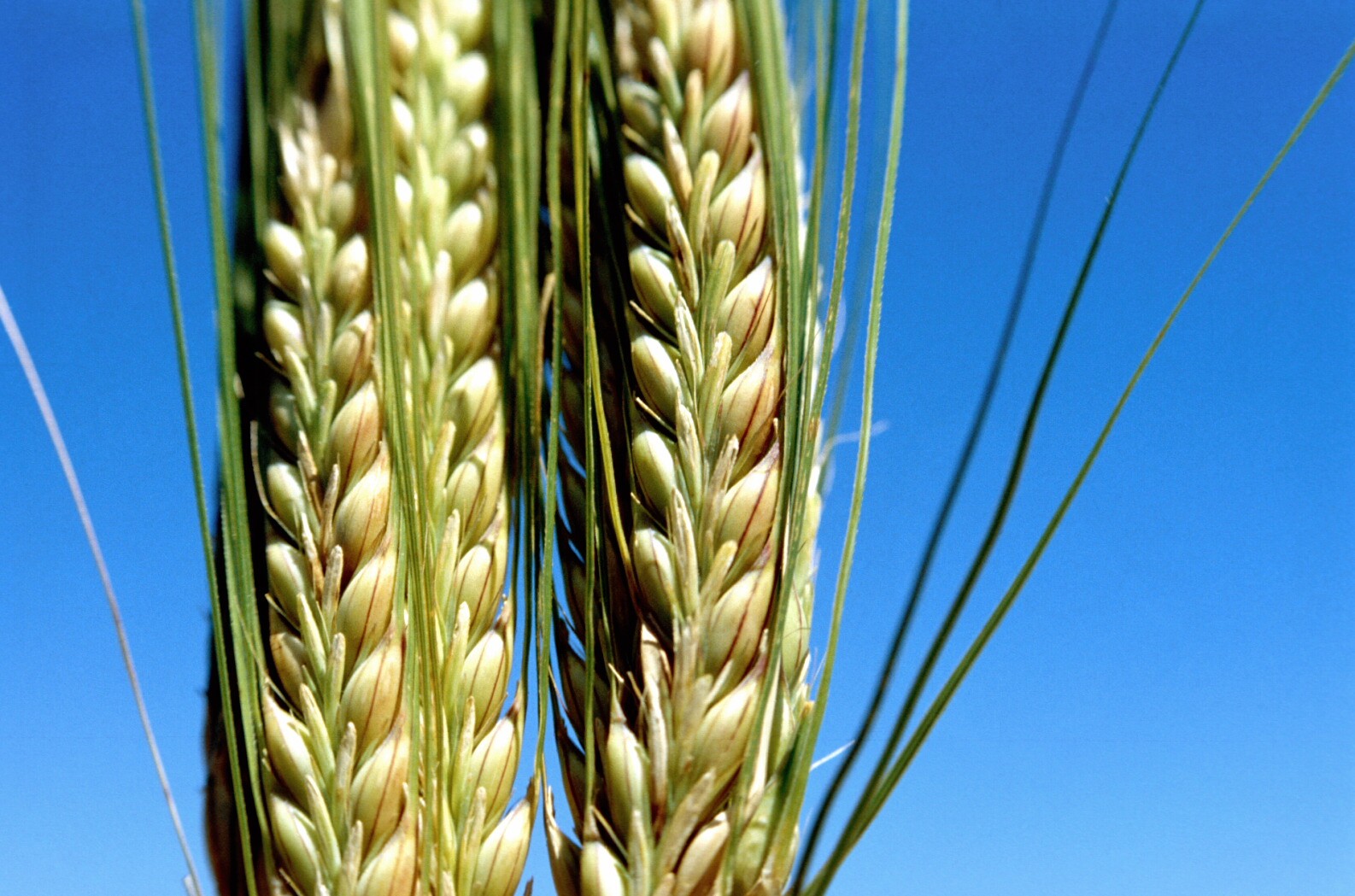 Espiga De Trigo