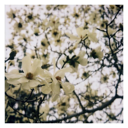 [a.magnolia+8a.jpg]