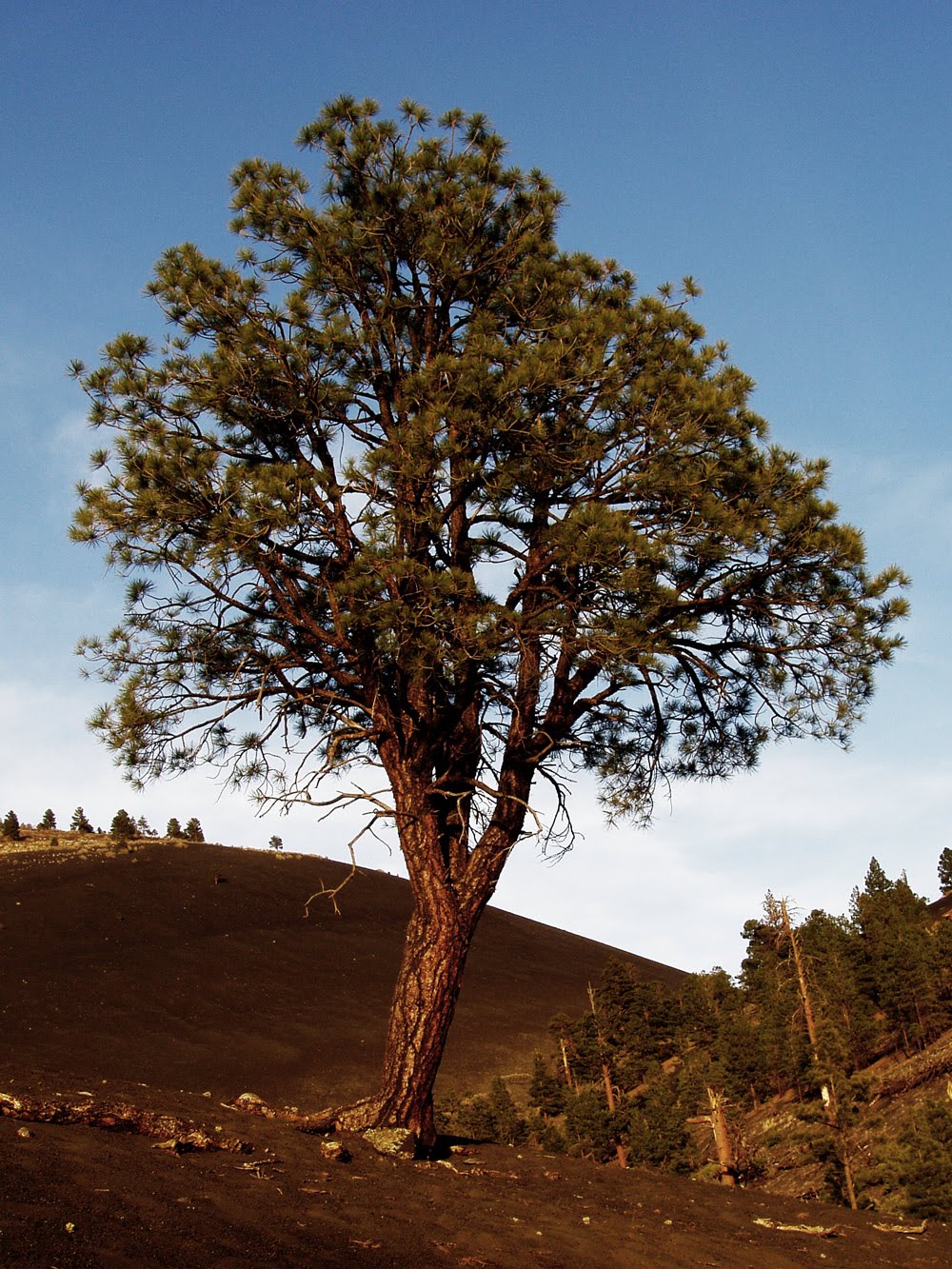 Nice Pictures: Tree Pictures