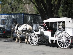 Carriage Ride at the Crocker
