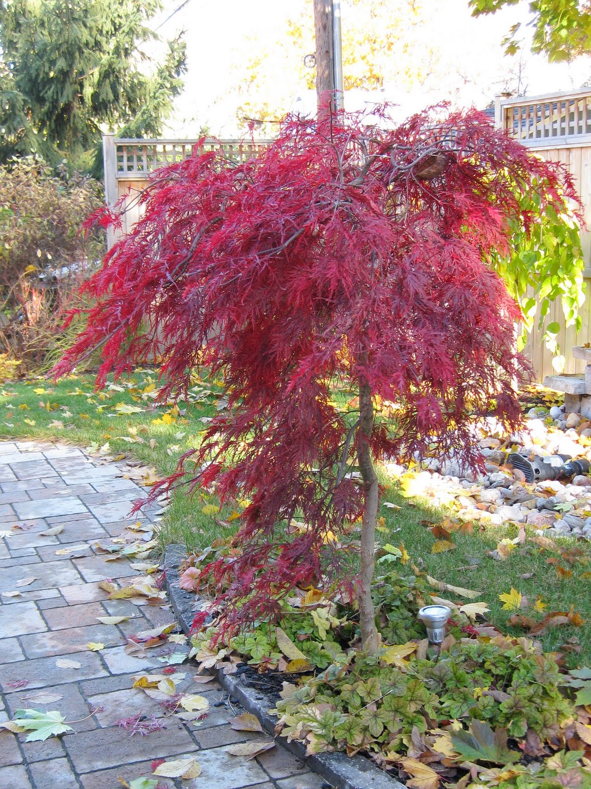 If Music be the Food of Love, Play On October 2010