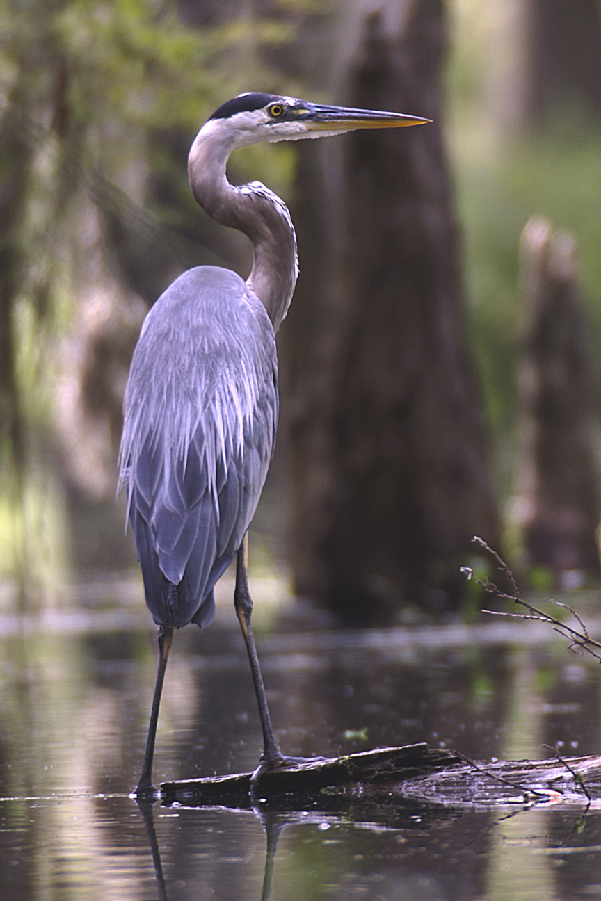 Louisiana Swamp Tours The Birds Of Lake Martin