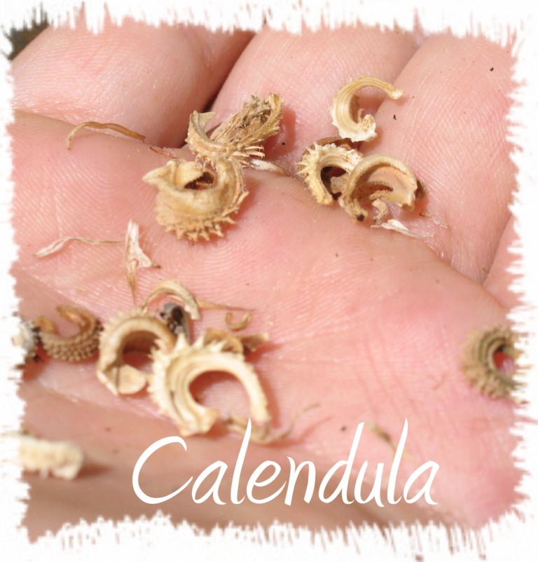 GAIA CREATIONS: Planting for Seed Saving