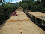 Sun dried coffee