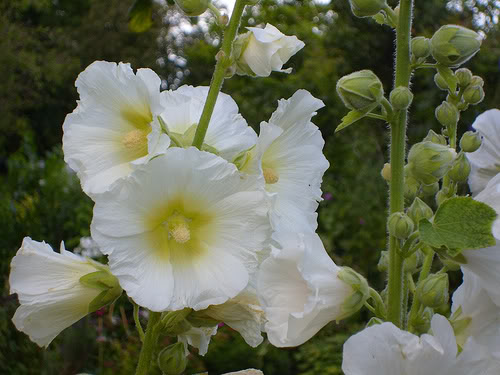 victorian white Hollyhock seeds