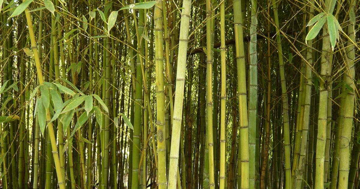 koi-pond-safe-plants-dwarf-bamboo.jpg