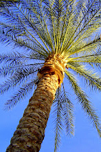 Palm Tree