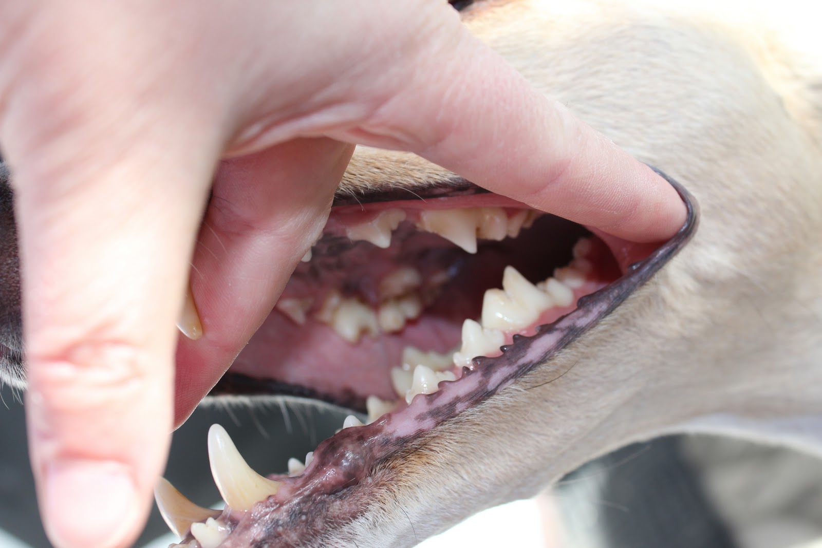 Greyhounds in the Mist Rawrrrrrr Diet