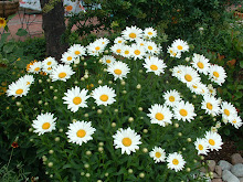 Late June Blooms