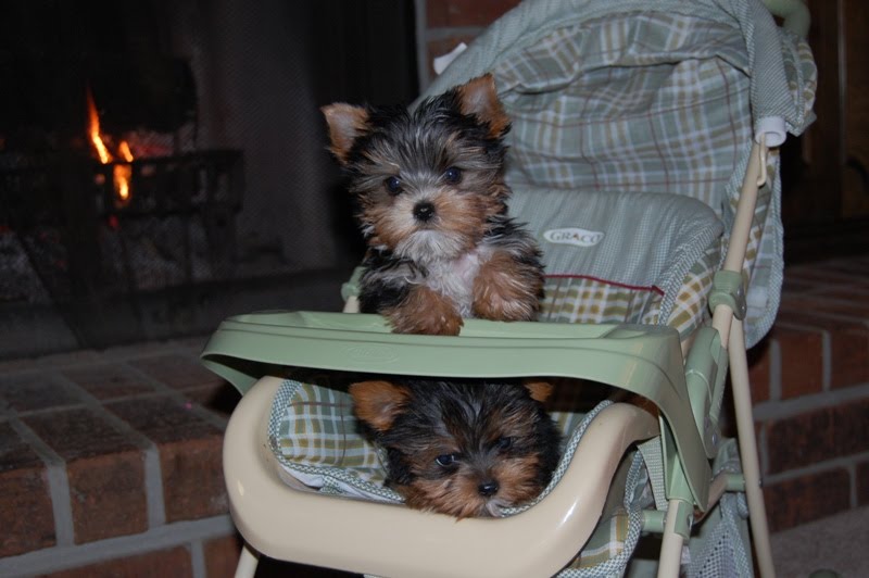 Juicy Dog Couture Yorkies In Stroller