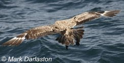 Great Skua, Lyme Bay, 21/09/2009