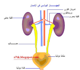 مدونة صحتك في رمضان الصوم ومرضى الجهاز البولي