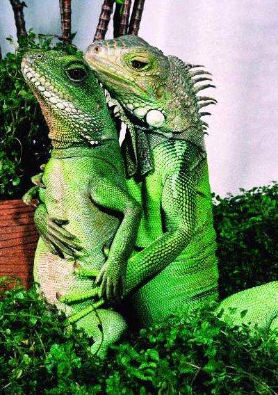 SmileHighClub: Iguana love you