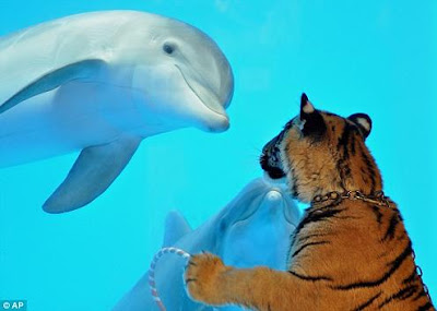 Dolphin and Tigress