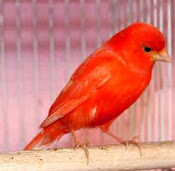 Red Factor